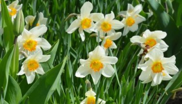 Daffodil Bulbs Narcissus Aquatic Plants Double Flowers Light Fragrant 2 PCS Seeds