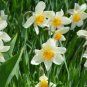 Daffodil Bulbs Narcissus Aquatic Plants Double Flowers Light Fragrant 2 PCS Seeds