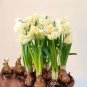Daffodil Bulbs Narcissus Aquatic Plants Double Flowers Light Fragrant 2 PCS Seeds