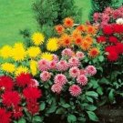 DAHLIA CACTUS MIX Dahlia Pinnata Variabilis 80 PCS Seeds