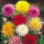 DAHLIA CACTUS MIX Dahlia Pinnata Variabilis 80 PCS Seeds