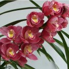 Cymbidium Floribundum Orchid 100 PCS Seeds