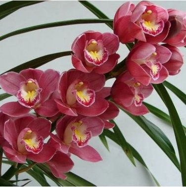 Cymbidium Floribundum Orchid 100 PCS Seeds