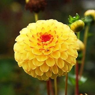 Dahlia Flower Dahlia Bonsai Charming Flower Plants High 100 PCS Seeds