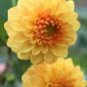Dahlia Flower Dahlia Bonsai Charming Flower Plants High 100 PCS Seeds