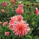 Dahlia Flower Plants Jardin Charming Outdoor & Indoor 200 PCS Seeds