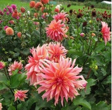 Dahlia Flower Plants Jardin Charming Outdoor & Indoor 200 PCS Seeds