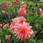 Dahlia Flower Plants Jardin Charming Outdoor & Indoor 200 PCS Seeds