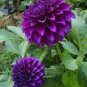 Dahlia Flower Plants Jardin Charming Outdoor & Indoor 200 PCS Seeds