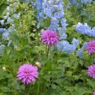 Dahlia Flower Seed Mexico's National Flower Garden Plants Garden Supplies Home Potted 50 PCS Seeds Dahlia Flower Seed Mexico's National Flower Garden Plants Garden Supplies Home Potted 50 PCS Seeds
