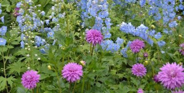 Dahlia Flower Seed Mexico's National Flower Garden Plants Garden Supplies Home Potted 50 PCS Seeds