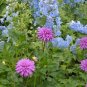 Dahlia Flower Seed Mexico's National Flower Garden Plants Garden Supplies Home Potted 50 PCS Seeds