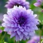 Dahlia Flower Seed Mexico's National Flower Garden Plants Garden Supplies Home Potted 50 PCS Seeds