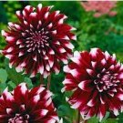Dahlia Flower Seeds Big Blooms Dark Red White Double Petails 100 PCS Seeds Dahlia Flower Seeds Big Blooms Dark Red White Double Petails 100 PCS Seeds