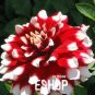 Dahlia Flower Seeds Big Blooms Dark Red White Double Petails 100 PCS Seeds