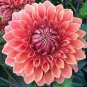 Dahlia Flower Seeds Big Blooms Dark Red White Double Petails 100 PCS Seeds