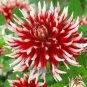 Dahlia Flower Seeds Big Blooms Dark Red White Double Petails 100 PCS Seeds