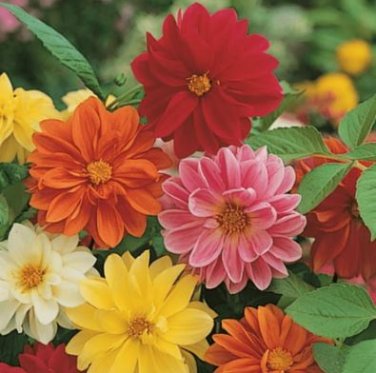 Dahlia Flower Seeds Goldenish Red Double Flowers 100 PCS Seeds