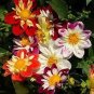 Dahlia Flower Seeds Goldenish Red Double Flowers 100 PCS Seeds