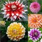 Dahlia Flower Seeds Goldenish Red Double Flowers 100 PCS Seeds