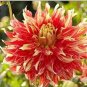 Dahlia Flower Seeds Goldenish Red Double Flowers 100 PCS Seeds