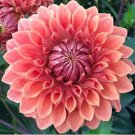 Dahlia Flower Seeds Pink Flowers with Whitish Centre Sing Petals 50 PCS Seeds