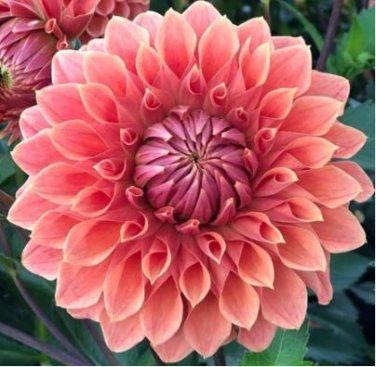 Dahlia Flower Seeds Pink Flowers with Whitish Centre Sing Petals 50 PCS Seeds