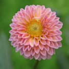 Dahlia Mixed 9 Types Perennial Flower 100 PCS Seeds