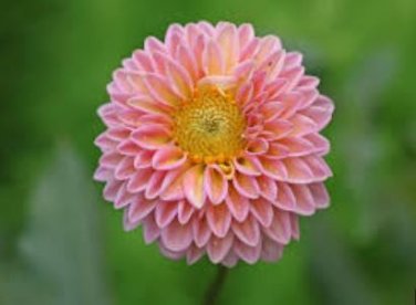 Dahlia Mixed 9 Types Perennial Flower 100 PCS Seeds