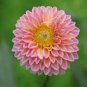 Dahlia Mixed 9 Types Perennial Flower 100 PCS Seeds