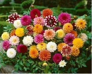 Dahlia Tree Bonsai Flowers Colorful 50 PCS Seeds