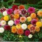 Dahlia Tree Bonsai Flowers Colorful 50 PCS Seeds