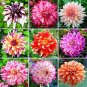 Dahlia Tree Bonsai Flowers Colorful 50 PCS Seeds