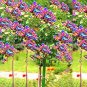 Dahlia Tree Bonsai Flowers Colorful 50 PCS Seeds