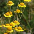Daisy Light Yellow Perennial Flower 200 PCS Seeds