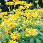 Daisy Light Yellow Perennial Flower 200 PCS Seeds