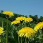 Dandelion Tortoise Seeds Wildflower 100 PCS Seeds
