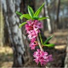 Daphne Mezereum February Daphne Shrub 50 PCS Seeds