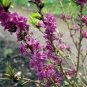 Daphne Mezereum February Daphne Shrub 50 PCS Seeds
