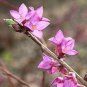 Daphne Mezereum February Daphne Shrub 50 PCS Seeds