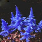 Dark Blue Astilbe Chinensis Perennial Flower 100 PCS Seeds Dark Blue Astilbe Chinensis Perennial Flower 100 PCS Seeds