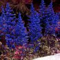 Dark Blue Astilbe Chinensis Perennial Flower 100 PCS Seeds