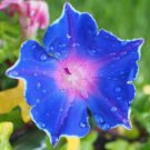 Dark Blue Japanese Morning Glory 50 PCS Seeds
