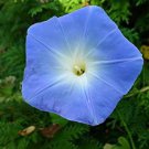 Dark Blue Morning Glory Seeds Ipomoea Tricolor 'Heavenly Blue' Very Easy to Grow 50 PCS Seeds Dark Blue Morning Glory Seeds Ipomoea Tricolor 'Heavenly Blue' Very Easy to Grow 50 PCS Seeds