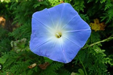 Dark Blue Morning Glory Seeds Ipomoea Tricolor 'Heavenly Blue' Very Easy to Grow 50 PCS Seeds