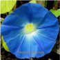 Dark Blue Morning Glory Seeds Ipomoea Tricolor 'Heavenly Blue' Very Easy to Grow 50 PCS Seeds