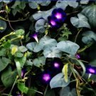 Dark Blue Morning Glory with bright eyes Climbing Flowers 30 PCS Seeds Dark Blue Morning Glory with bright eyes Climbing Flowers 30 PCS Seeds