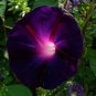 Dark Blue Morning Glory with bright eyes Climbing Flowers 30 PCS Seeds