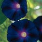 Dark Blue Morning Glory with bright eyes Climbing Flowers 30 PCS Seeds