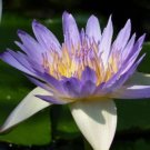 Dark Blue Nymphaea Caerulea China Water Lily 1 PCS Seeds